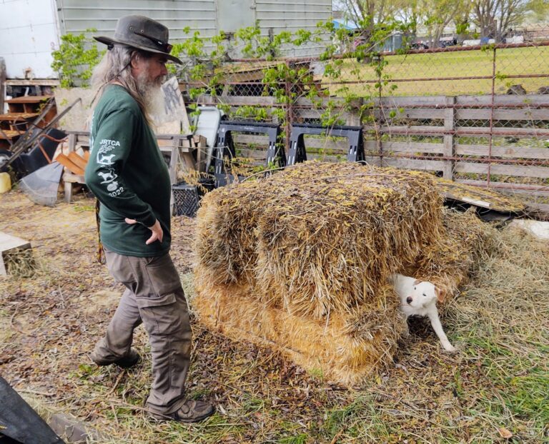 A dog owner watching his small terrier complete a barn hunt.