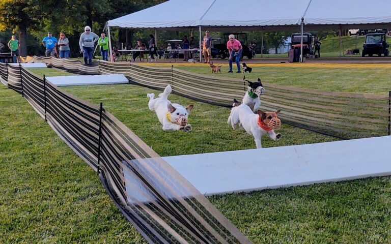 Jack Russell Terriers Racing