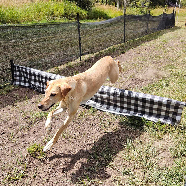 A golden retriever jumping over a hurdle at the steeple chase.