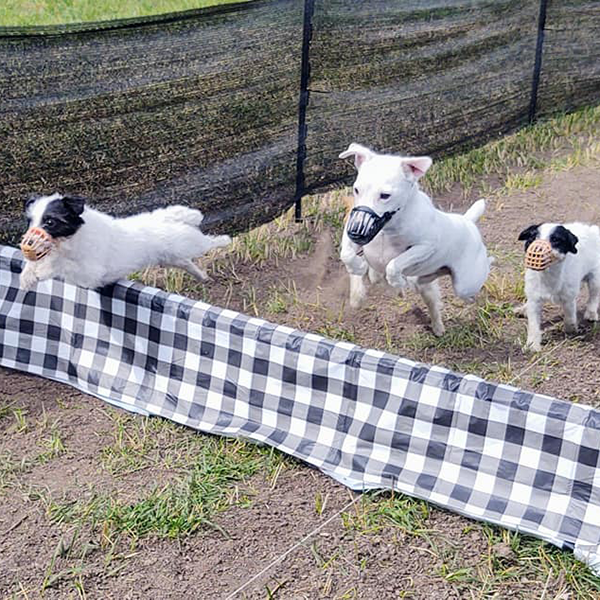 Three jack russell terriers jumping over a barrier in steeple chase racing.