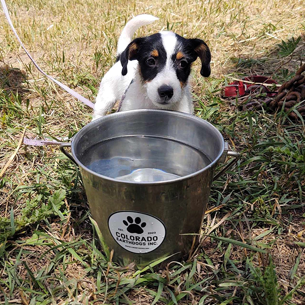 A puppy drinking out of a bucket with a Colorado Earthdogs sticker.